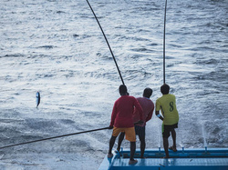 Drei Menschen von hinten, die Thunfisch angeln.