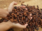 Zwei Hände mit Kakaobohnen