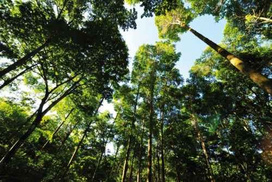 Mischwald von ForestFinance in Panama. Bild: ForestFinance