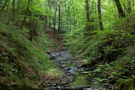 Buchenwald - Projekt "Wilde Buche" von ForestFinance