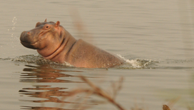 Hippo im Wasser