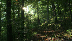 Waldreservat „Wilde Buche“ in Hümmel, Bild: ForestFinance