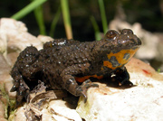 [Translate to Japanisch:] yellow-bellied toad