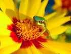 Frosch auf gelber Blume