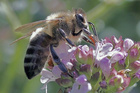 Biene auf Blüte. Bild: qay  / pixelio.de